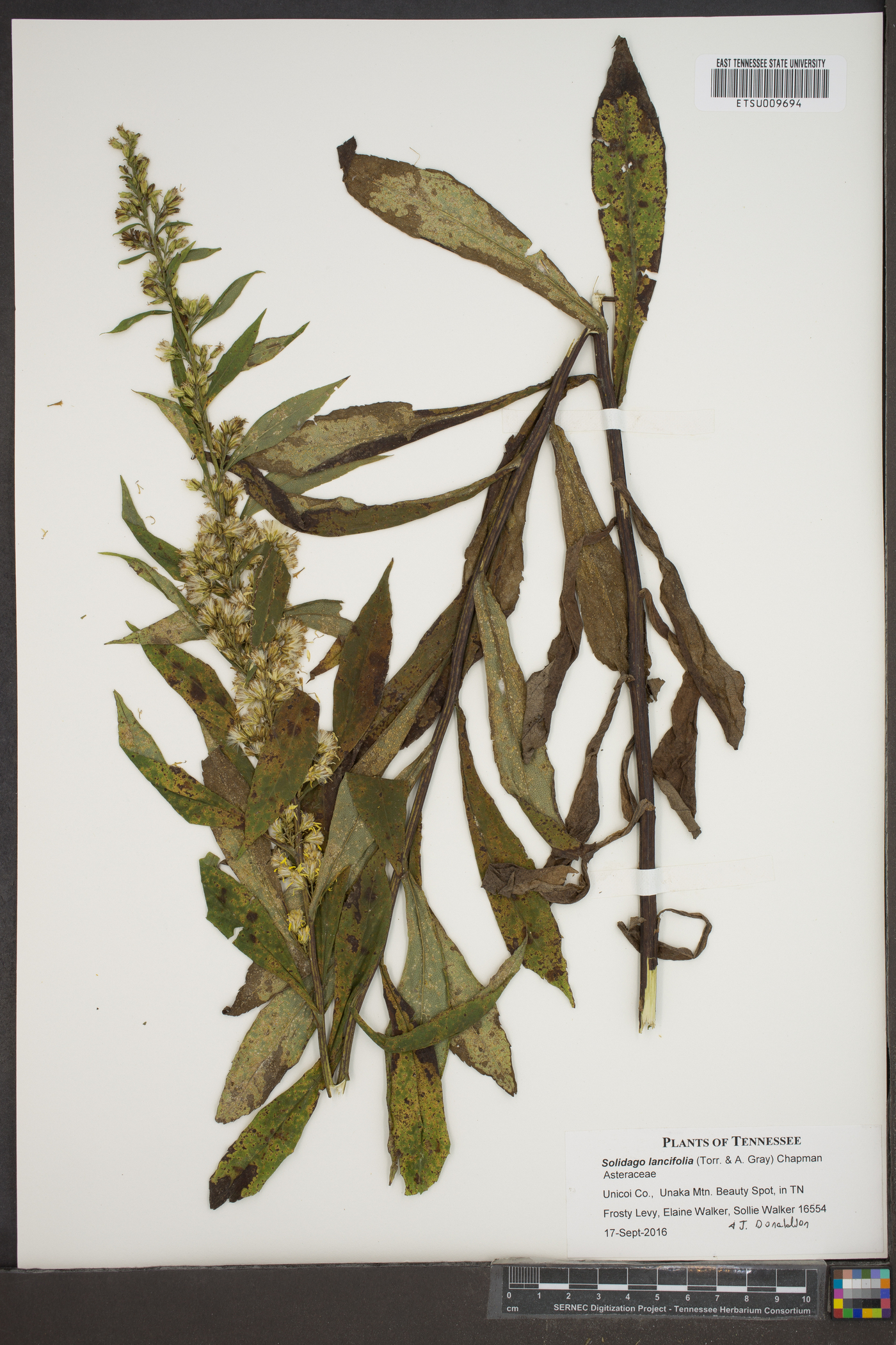 Solidago lancifolia image