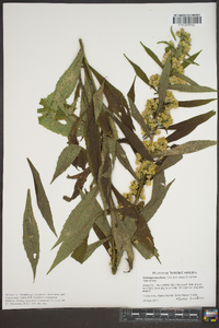 Solidago lancifolia image