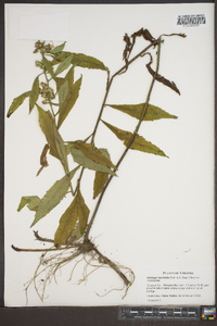 Solidago lancifolia image