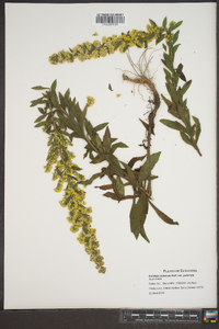 Solidago puberula var. puberula image