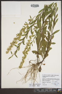 Solidago puberula image