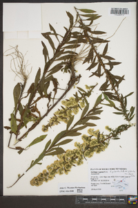 Solidago puberula image