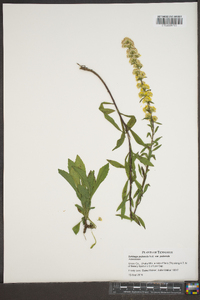 Solidago puberula var. puberula image