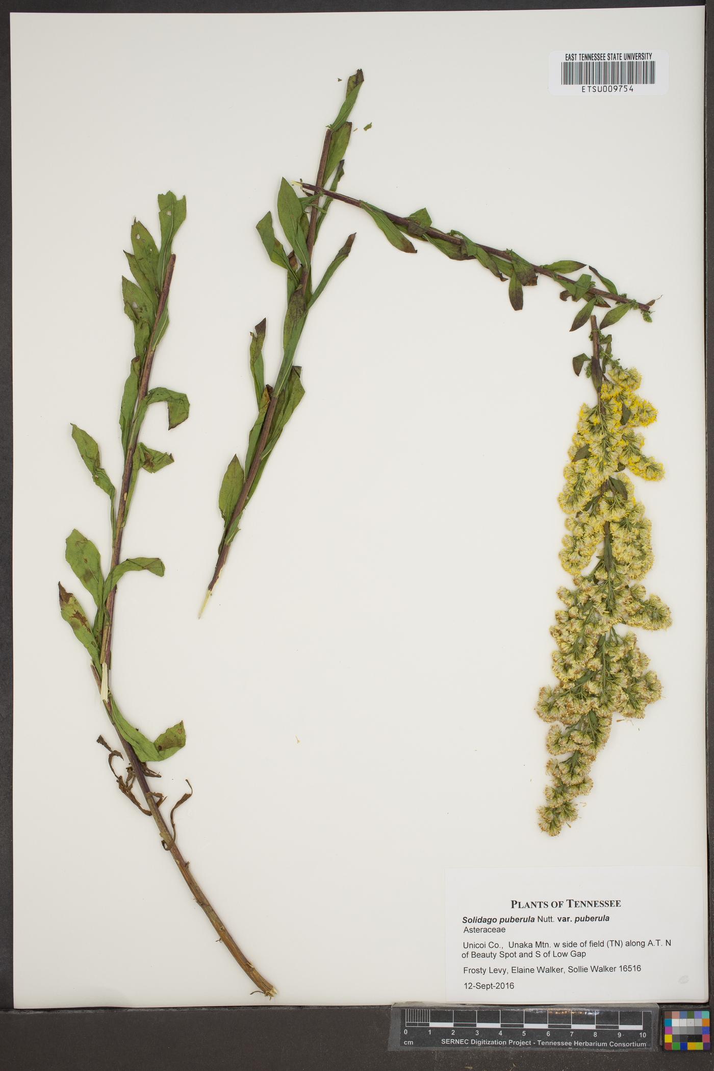 Solidago puberula var. puberula image