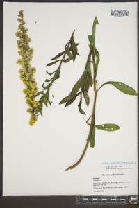 Solidago puberula image