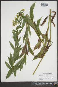 Solidago rugosa subsp. aspera image