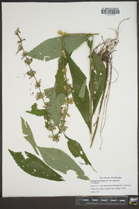 Solidago speciosa image