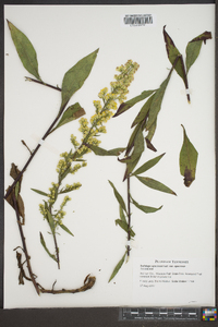 Solidago speciosa image