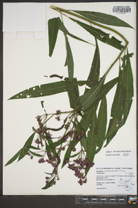 Vernonia noveboracensis image