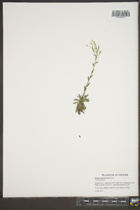 Draba ramosissima image