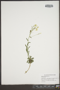 Draba ramosissima image