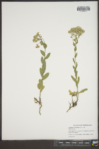 Lepidium campestre image