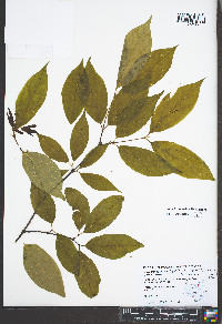 Calycanthus floridus image