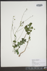 Desmodium marilandicum image