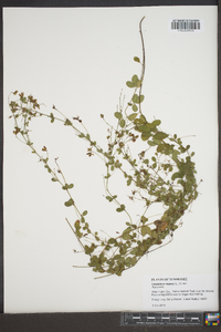 Lespedeza repens image