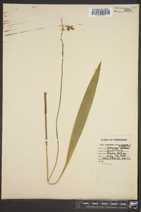 Calopogon tuberosus var. tuberosus image