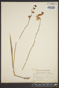 Calopogon tuberosus var. tuberosus image