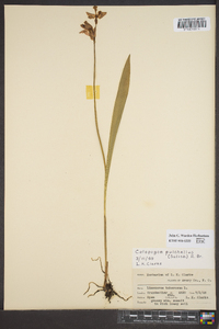 Calopogon tuberosus var. tuberosus image