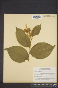 Cypripedium parviflorum var. pubescens image