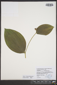 Cypripedium parviflorum var. pubescens image