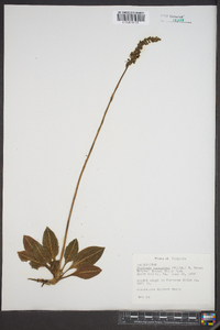 Goodyera pubescens image