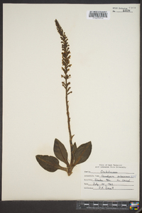 Goodyera pubescens image