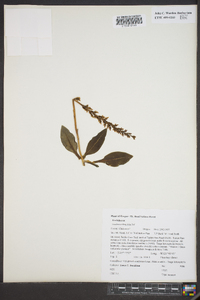 Goodyera oblongifolia image