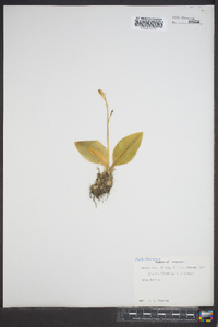 Liparis liliifolia image