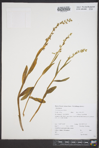 Platanthera stricta image