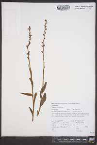 Platanthera stricta image