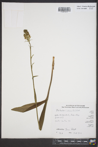 Platanthera ciliaris image