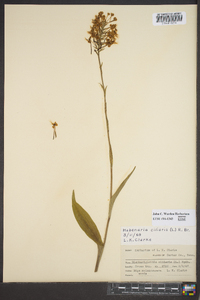 Platanthera ciliaris image