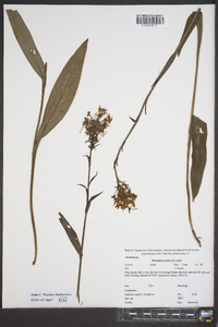 Platanthera ciliaris image