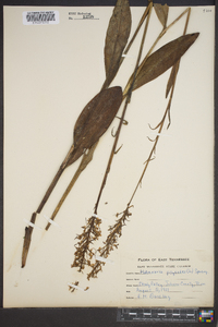 Platanthera psycodes image