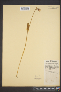 Pogonia ophioglossoides image