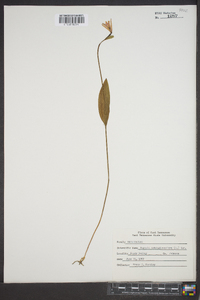 Pogonia ophioglossoides image