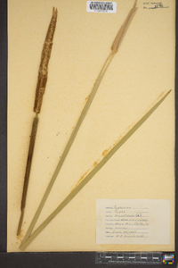 Typha angustifolia image