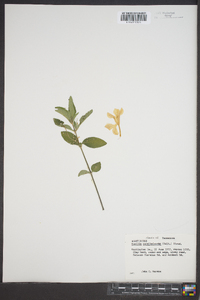 Ruellia caroliniensis image