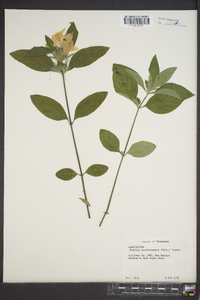 Ruellia caroliniensis image