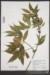 Sambucus racemosa subsp. racemosa image