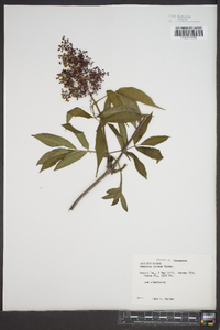 Sambucus racemosa subsp. racemosa image