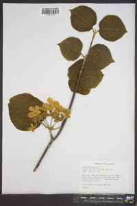 Viburnum lantanoides image