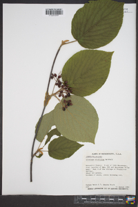 Viburnum lantanoides image