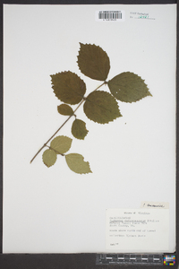 Viburnum rafinesqueanum image