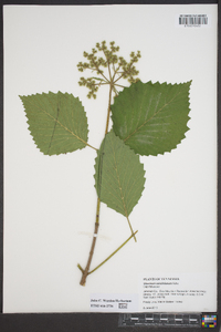 Viburnum dentatum var. deamii image