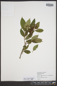 Viburnum cassinoides image