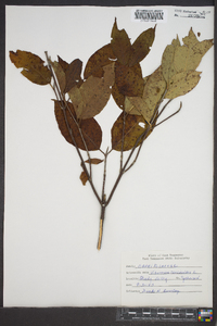 Viburnum cassinoides image