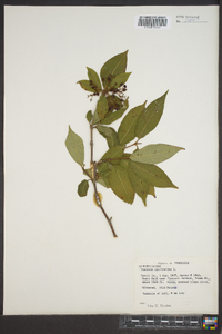 Viburnum cassinoides image