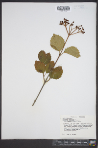 Viburnum dentatum var. deamii image