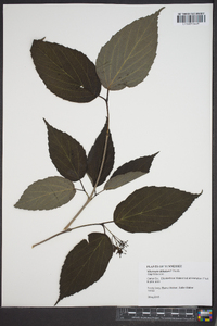 Viburnum dilatatum image